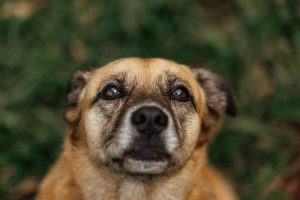 A close-up of a senior dog looking up attentively.